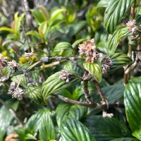 Hedyotis marginata (Thwaites ex Trimen) Alston